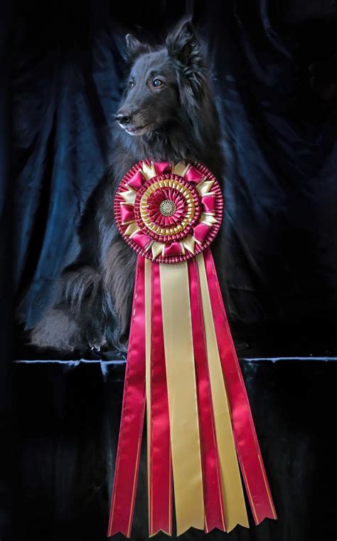 CENTRAL NEW JERSEY HOUND ASSOCIATION Preliminary Entry Breakdown BREED DOGS SWEEPS BREAKDOWN MISC D B Afghan Hound 22 ( 1 - 1 ) 3 - 4 ( 8 - 7 ) American English Coonhound 0 ( - ) - ( - )